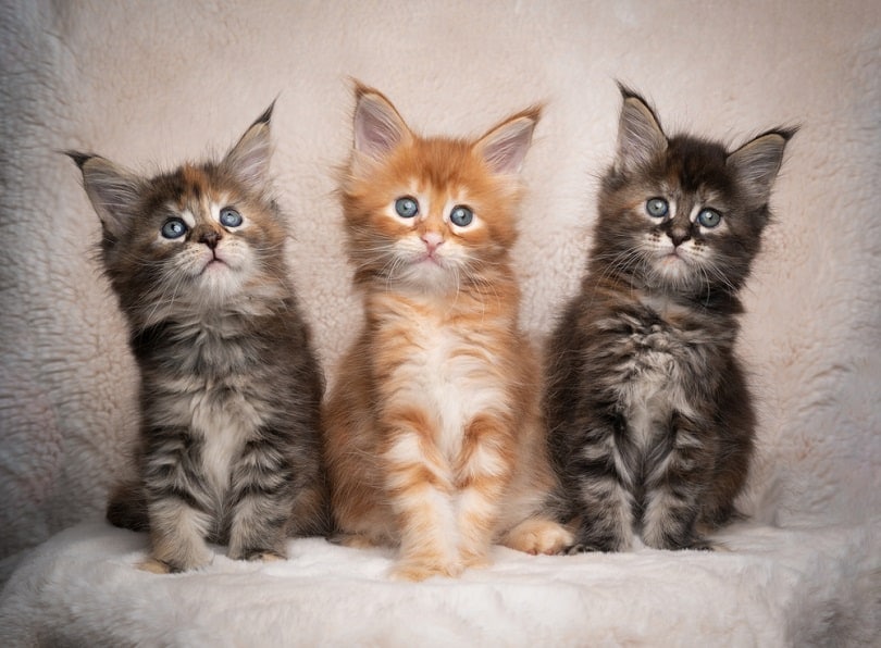 Maine Coon katertjes