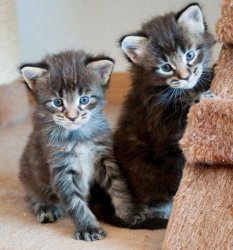 Gratis Mainecoon kittens
