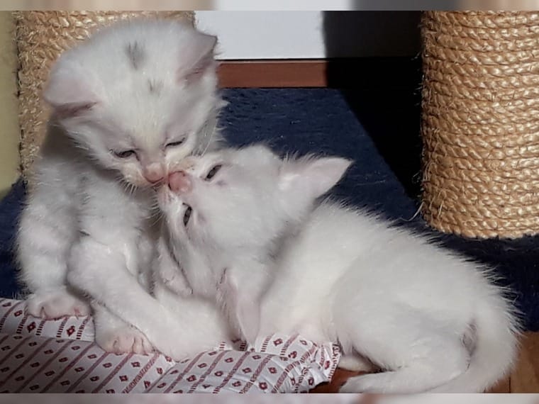 Mainecoon kittens