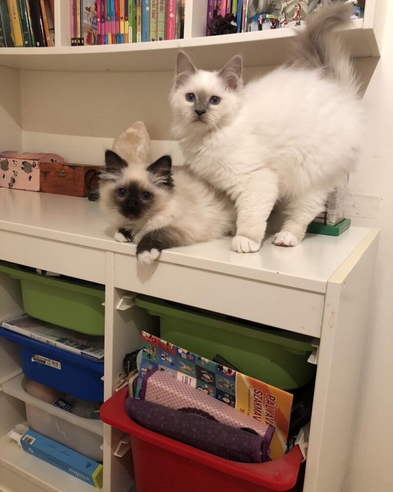 Birmaanse kittens gratis ter adoptie