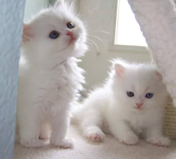 Perzische kittens van 12 weken oud te koop