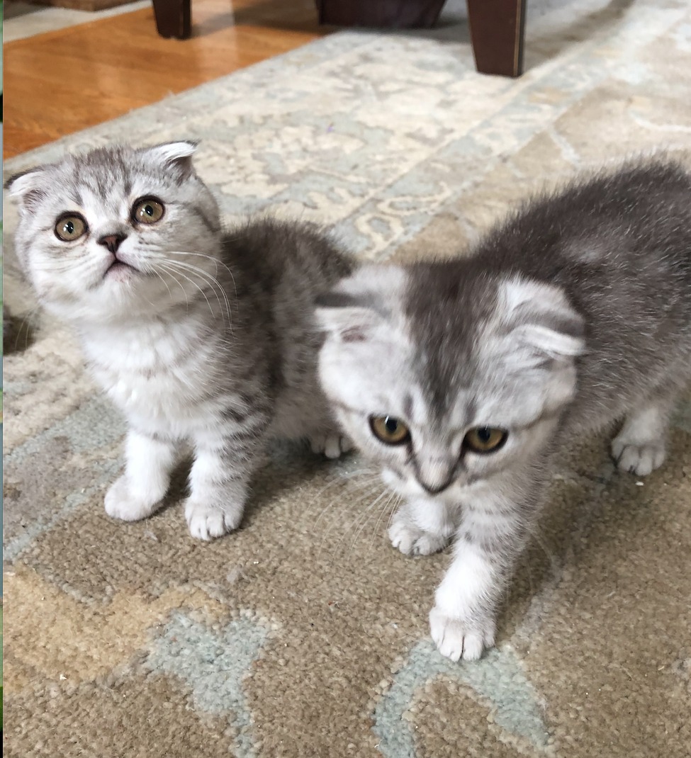 Schotse kitten zoekt een nieuw thuis
