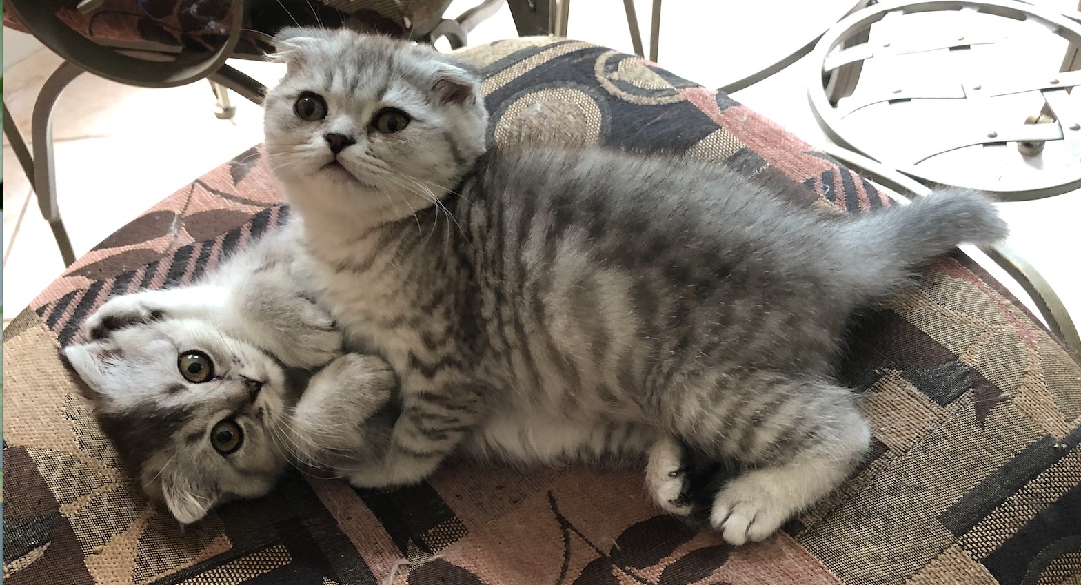 Schotse kitten zoekt een nieuw thuis