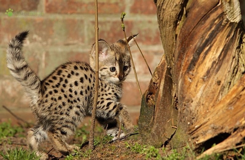 Generous F2 savanna kittens