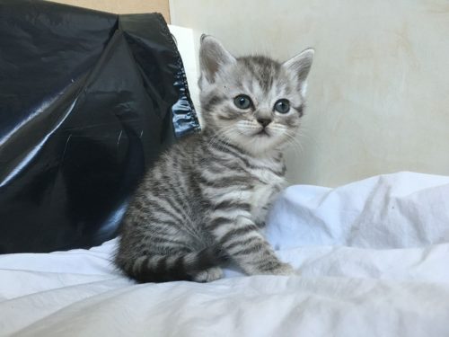 Schotse kitten zoekt een nieuw thuis