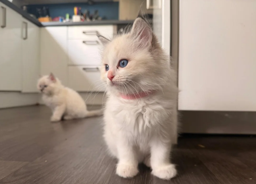 Twee prachtige Ragdoll-poesjes