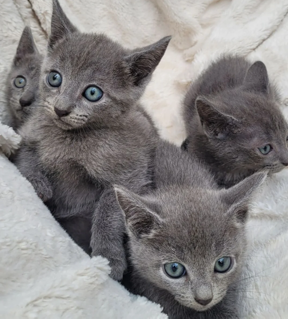Russisch-blauwe kittens