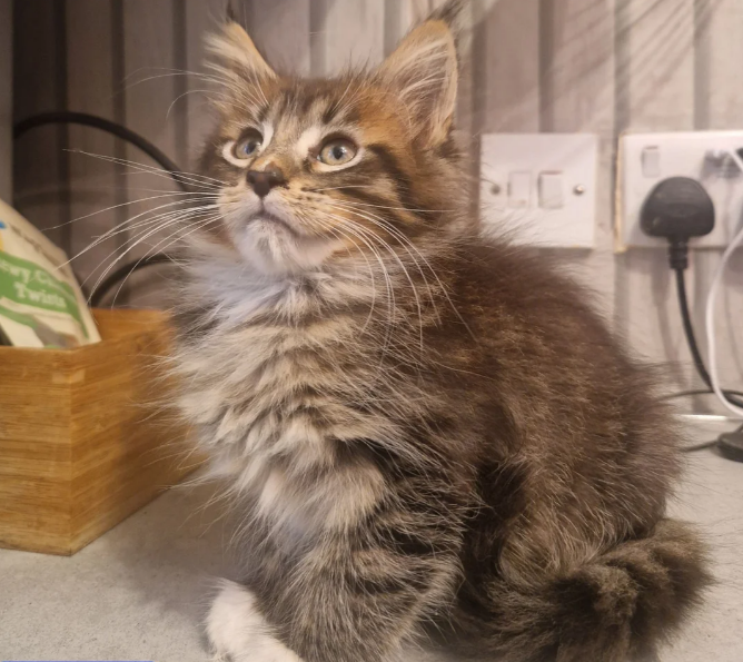 Prachtige Maine Coon kittens