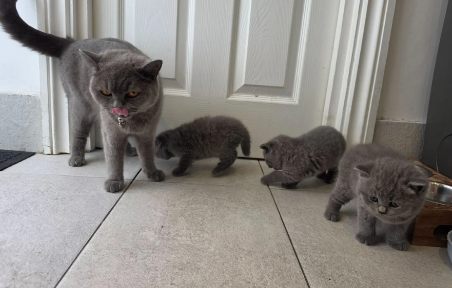 Gratis Brits korthaar blauw kittens ter adoptie.