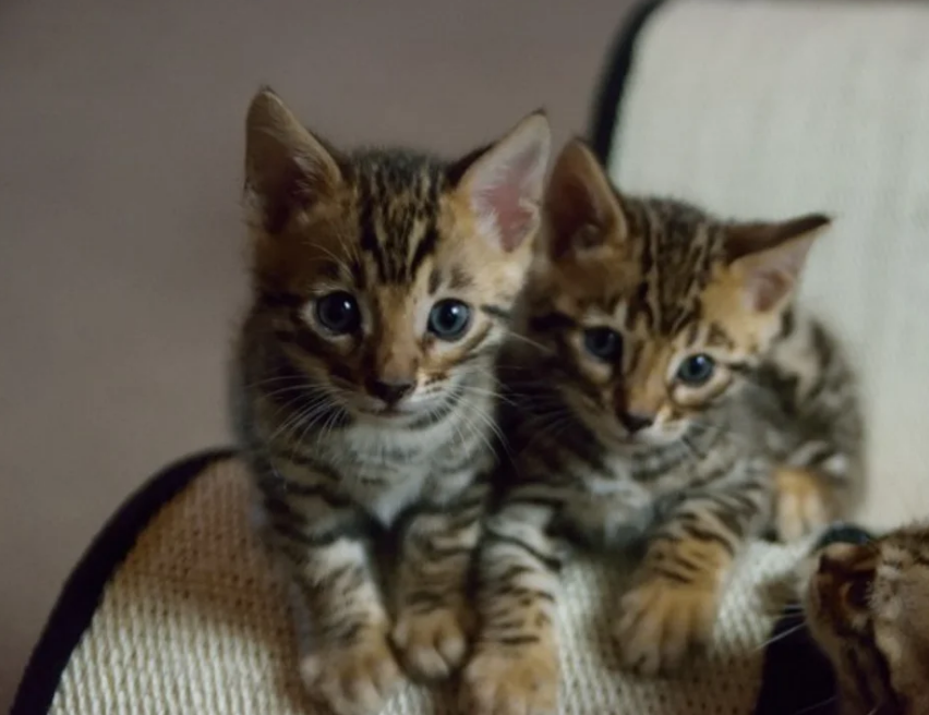 Prachtige Bengaalse kittens