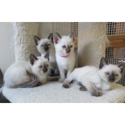 Siamese kittens