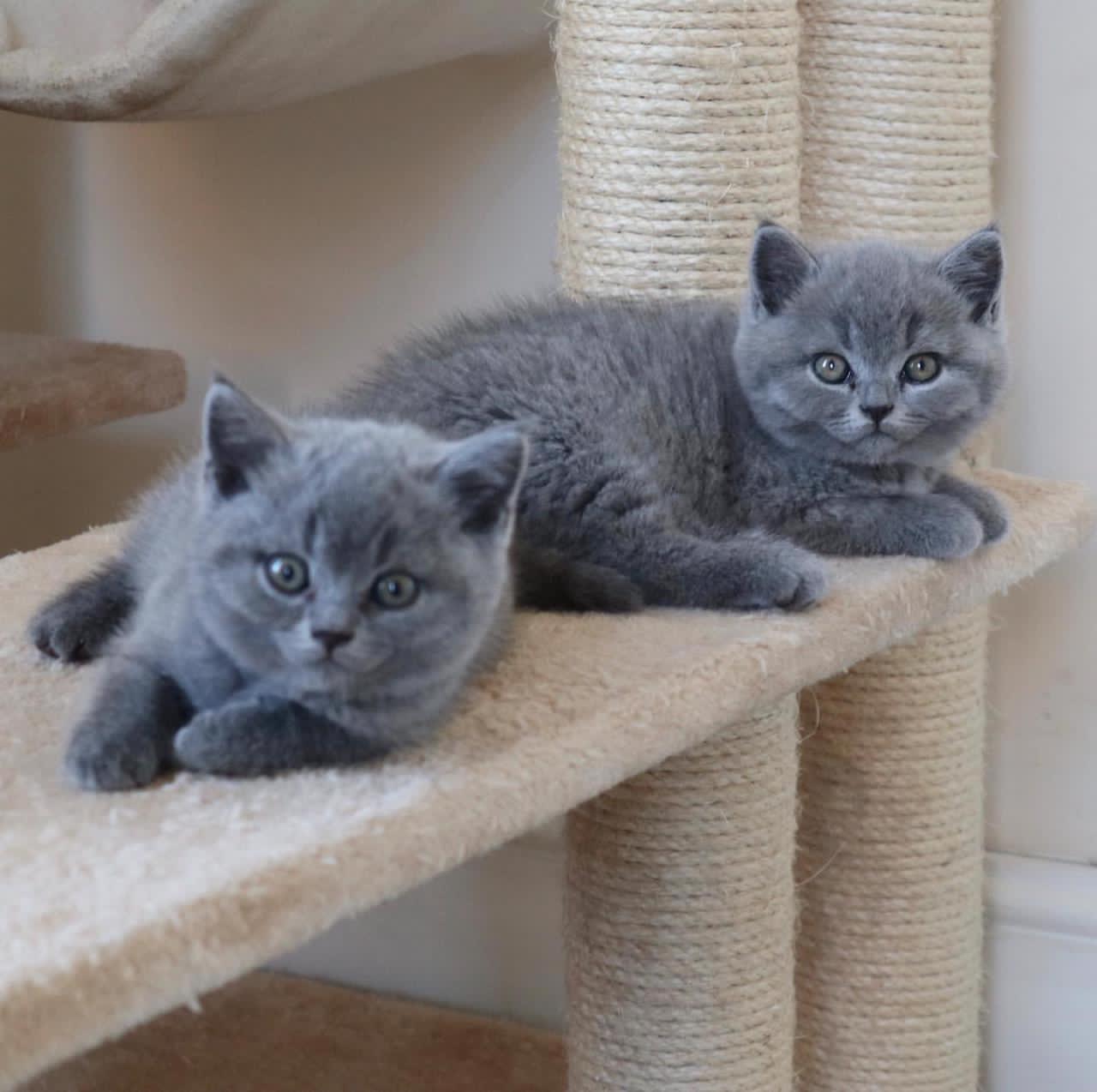 Lieve Britse korthaar kittens