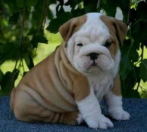 Engelse Bulldog te koop