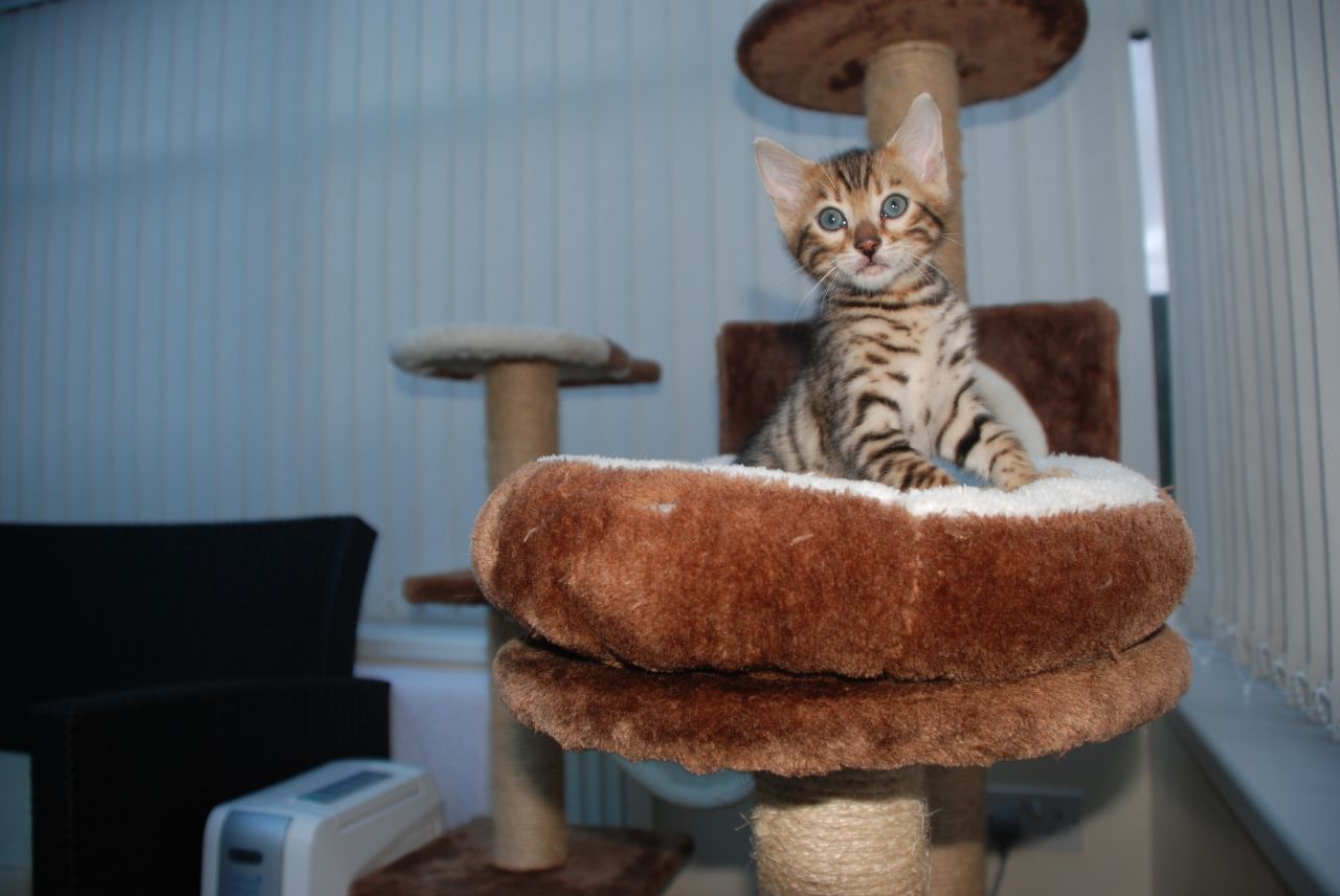 Prachtige Bengaalse kittens te koop.
