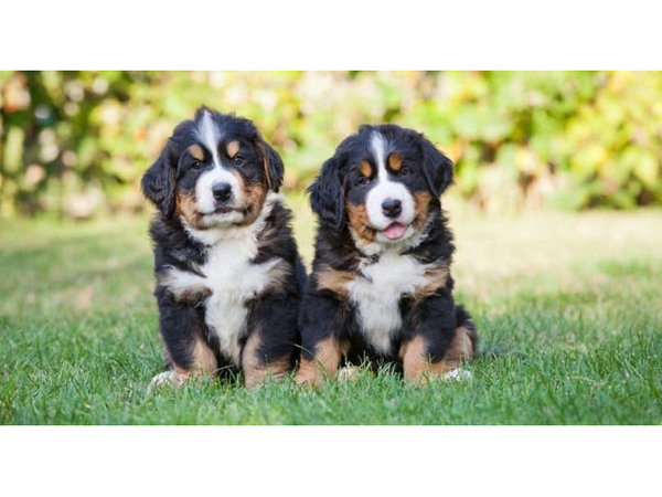 Geregistreerde Berner Sennenhondpuppy’s,