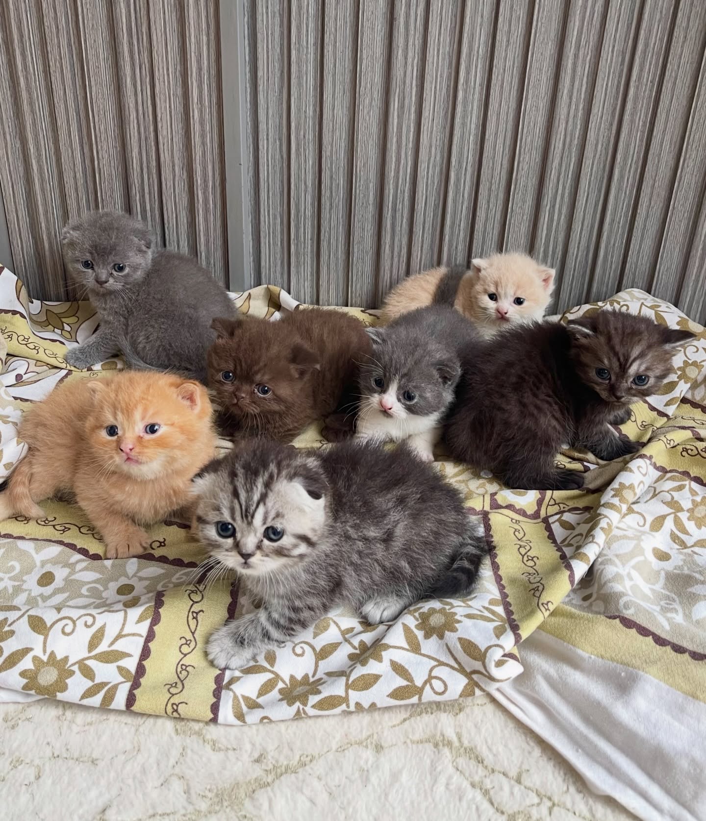 Raszuivere Munchkin kittens ter adoptie