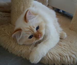 Birmaanse kittens. Onze mooiste ooit!