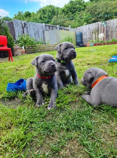 Blauwe Staffordshire Bull Terrier-puppy’s