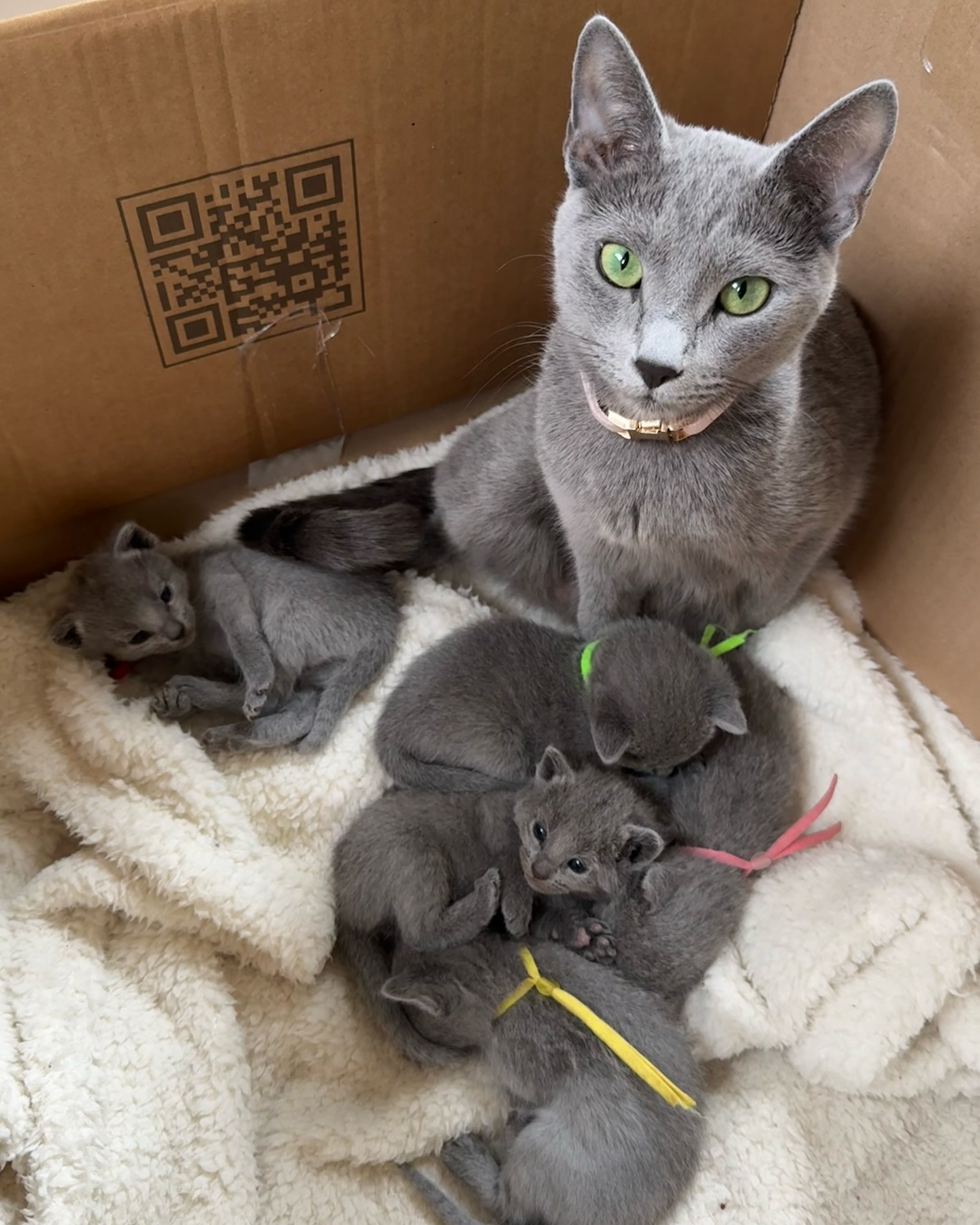 Gratis Russisch-blauwe kittens ter adoptie. Alleen voor geïnteresseerde dierenliefhebbers.
