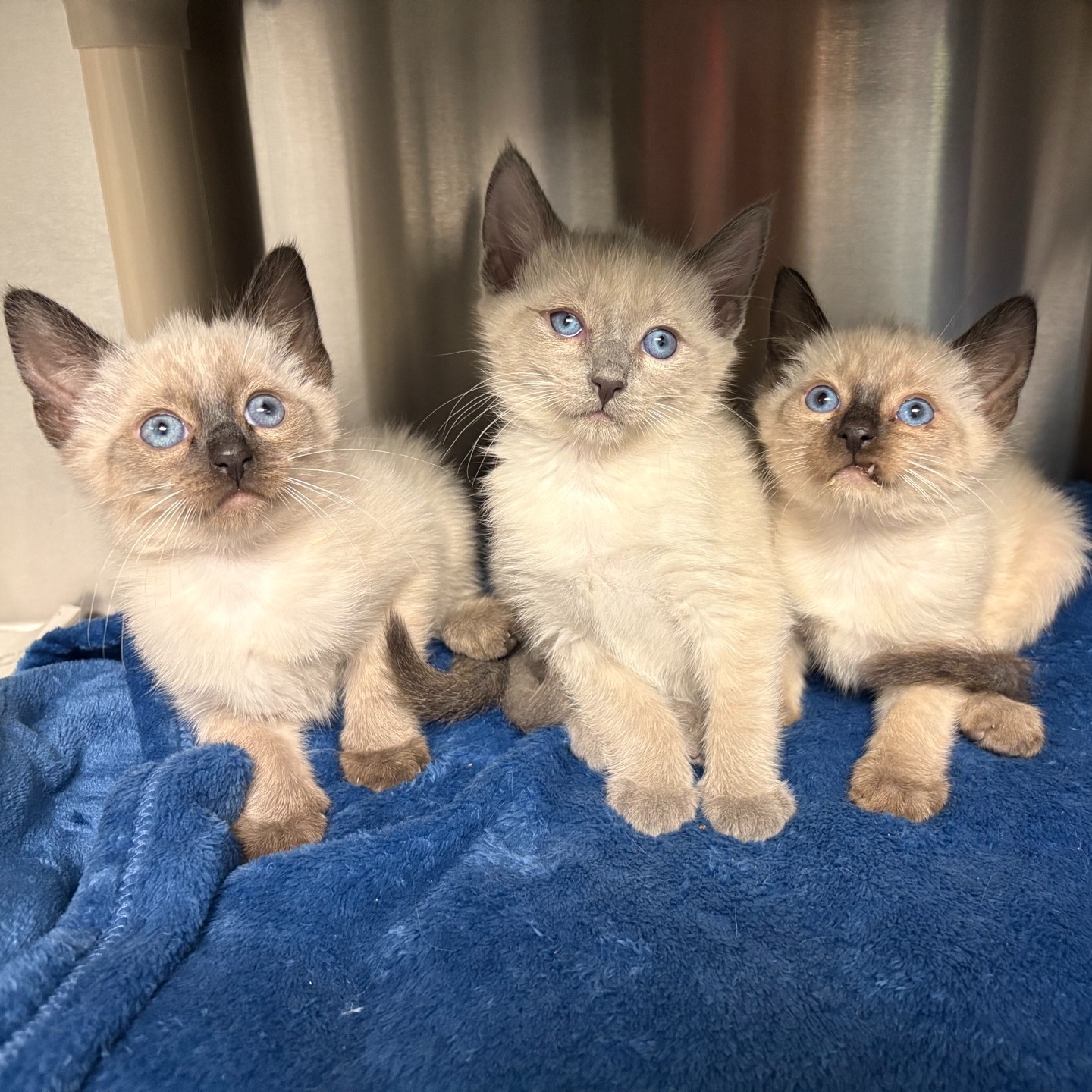Gratis Ragdoll-kittens ter adoptie. Alleen voor geïnteresseerden die van dieren houden.
