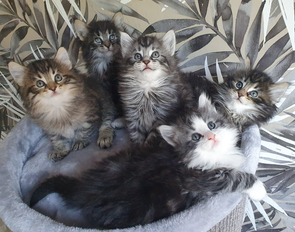 Maine-Coon-Kätzchen