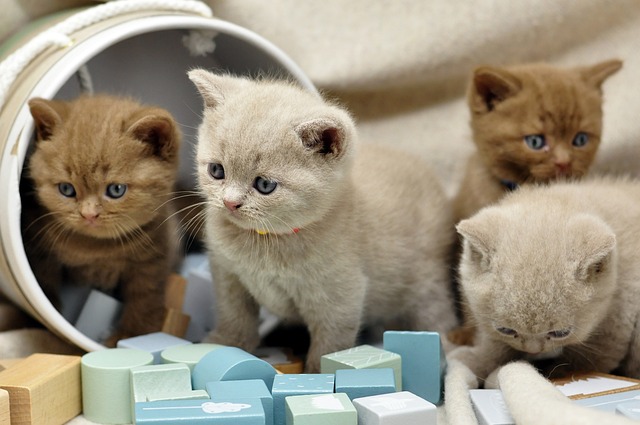 Brits korthaar blauw kitten ter adoptie.
