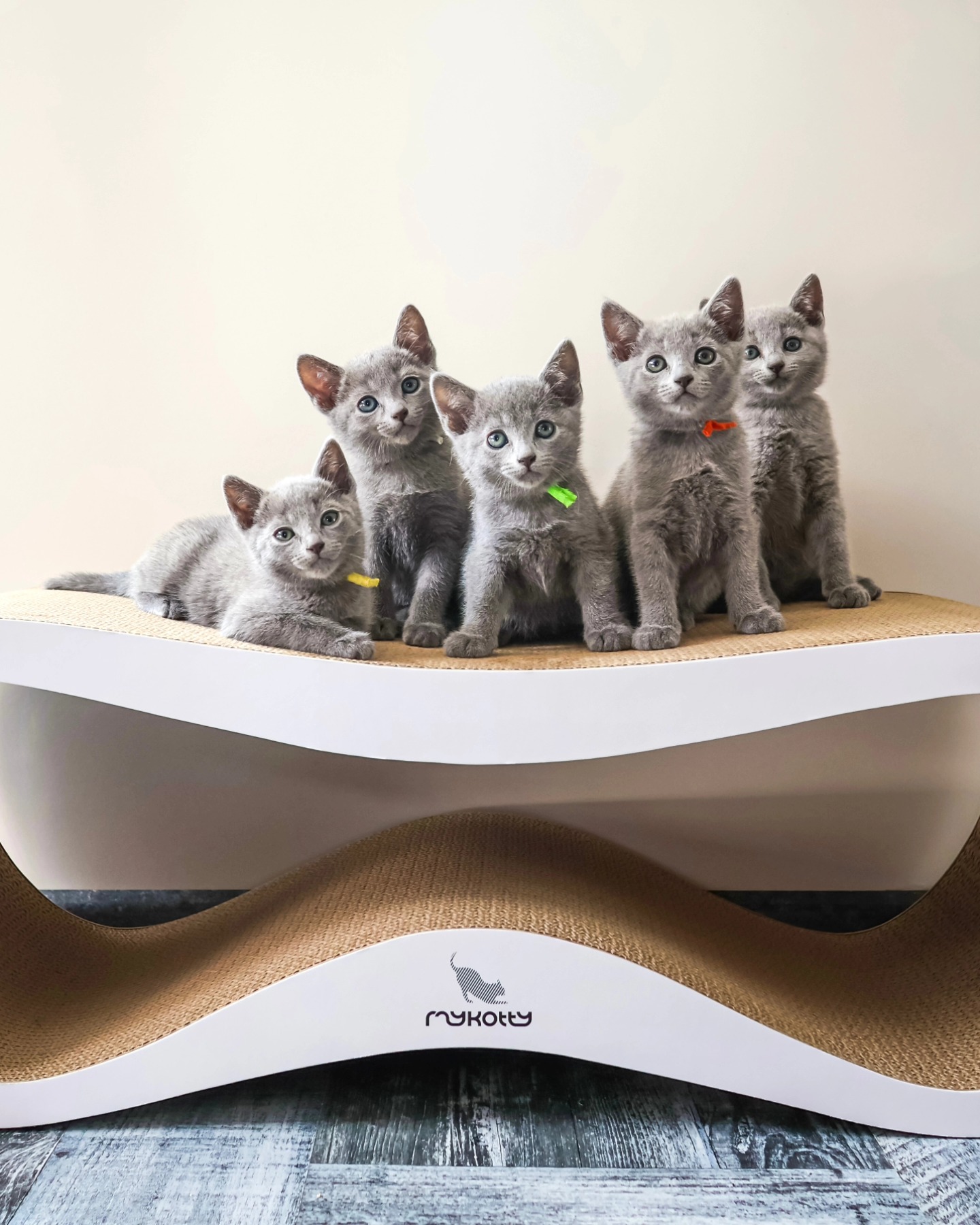 Gratis Russisch-blauwe kittens ter adoptie. Alleen voor geïnteresseerde dierenliefhebbers.