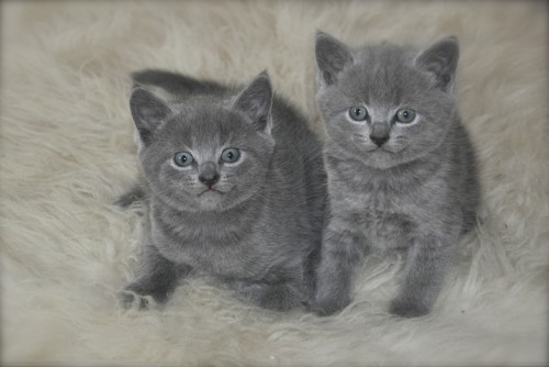 Gratis Brits korthaar blauw kittens ter adoptie.