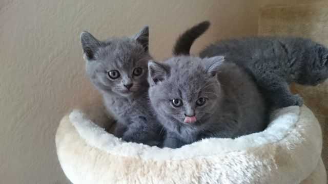 Gratis BHK Britse Korthaar Kittens