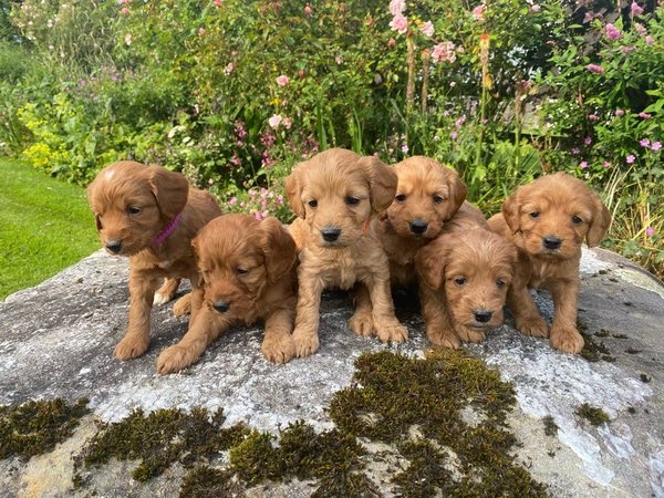 Cockapoo-puppy’s, nestje met reutjes en teefjes.