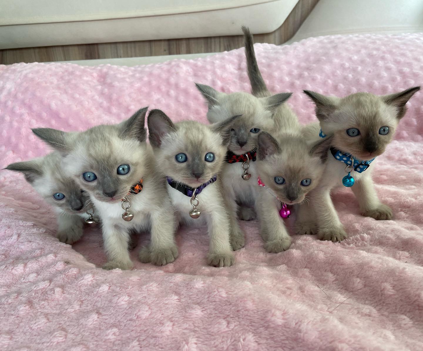 Gratis Siamese kittens ter adoptie. Alleen voor geïnteresseerden die van dieren houden.
