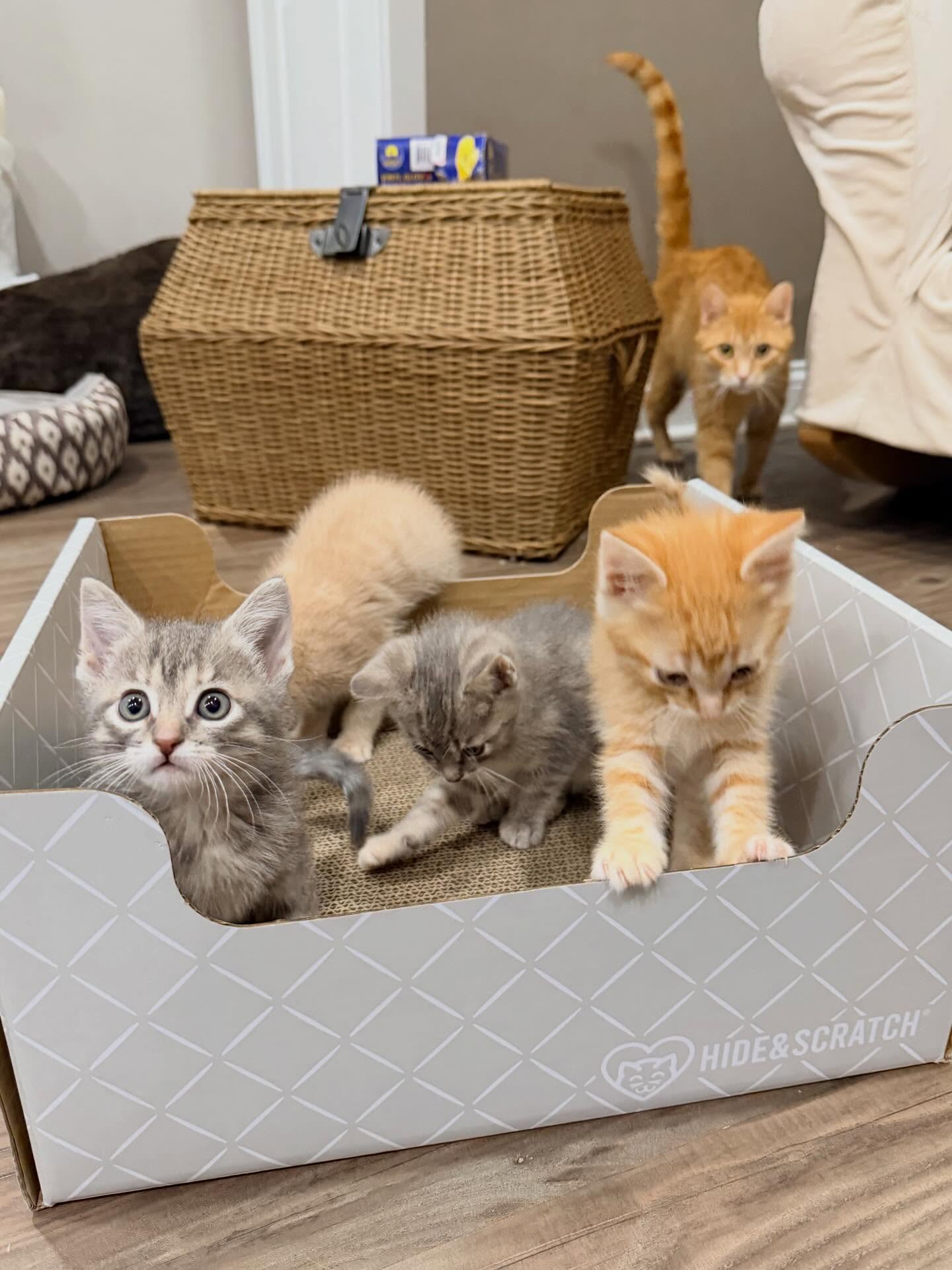Gratis Boskat-kittens ter adoptie. Alleen voor geïnteresseerde dierenliefhebbers.