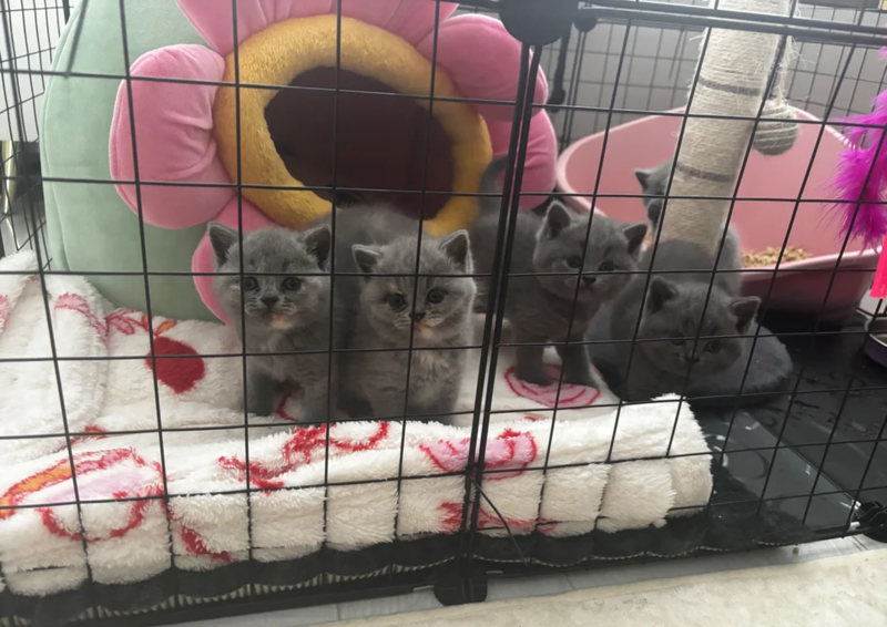 Gratis blauwe Britse korthaar kittens, direct beschikbaar.