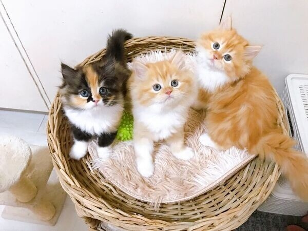 Perzische kittens van 12 weken oud te koop