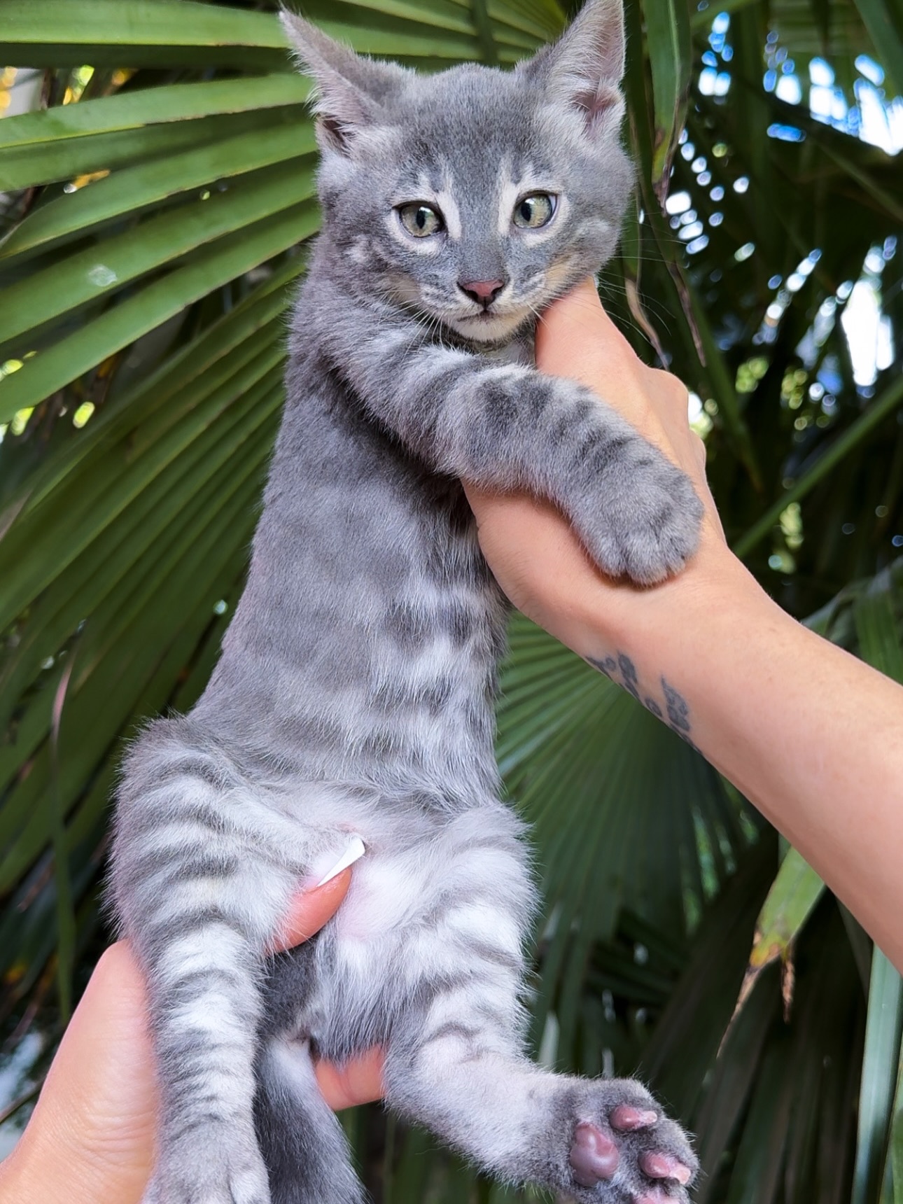 Gratis Russisch-blauwe kittens ter adoptie. Alleen voor geïnteresseerde dierenliefhebbers.