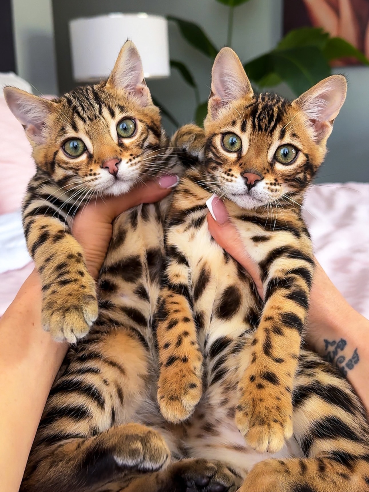 Gratis Bengaalse kittens ter adoptie. Alleen voor geïnteresseerde dierenliefhebbers.