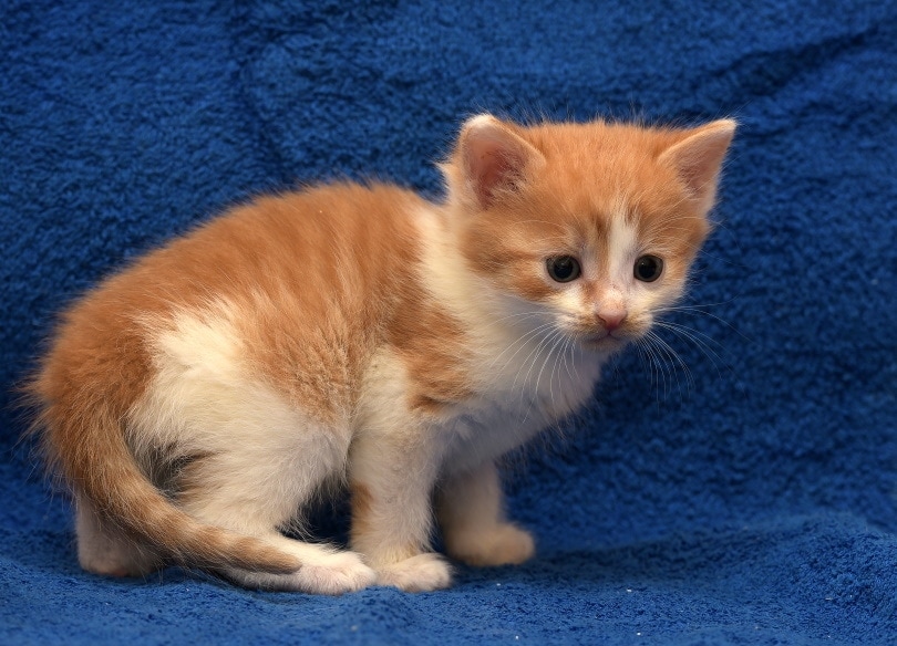 Europese korthaar kittens