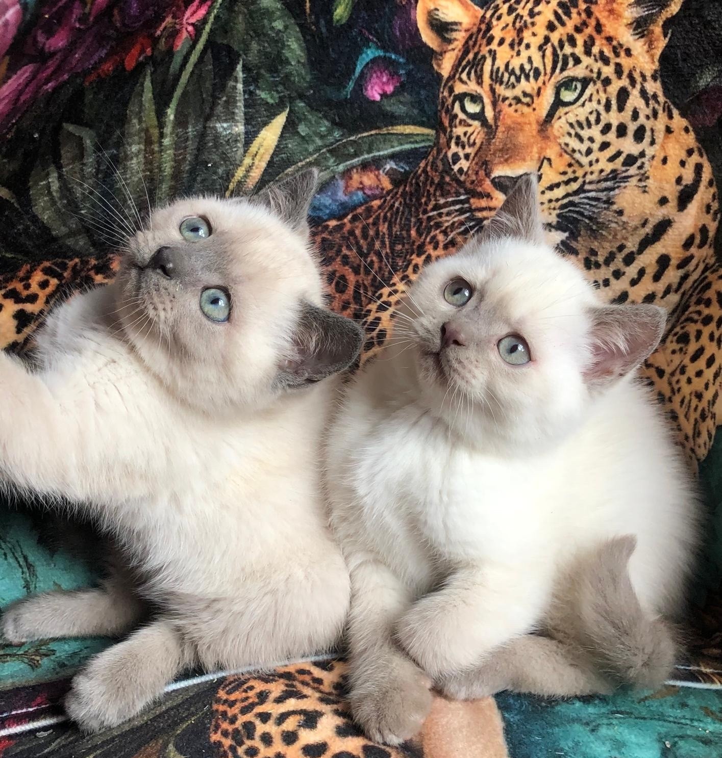 Gratis Birmaanse kittens ter adoptie. Alleen voor geïnteresseerden die van dieren houden.