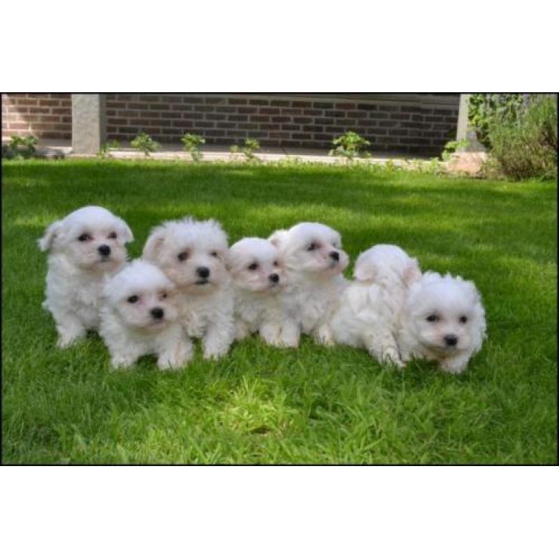 Maltese puppy’s, hier geboren, mooie kleine, duurzame pups