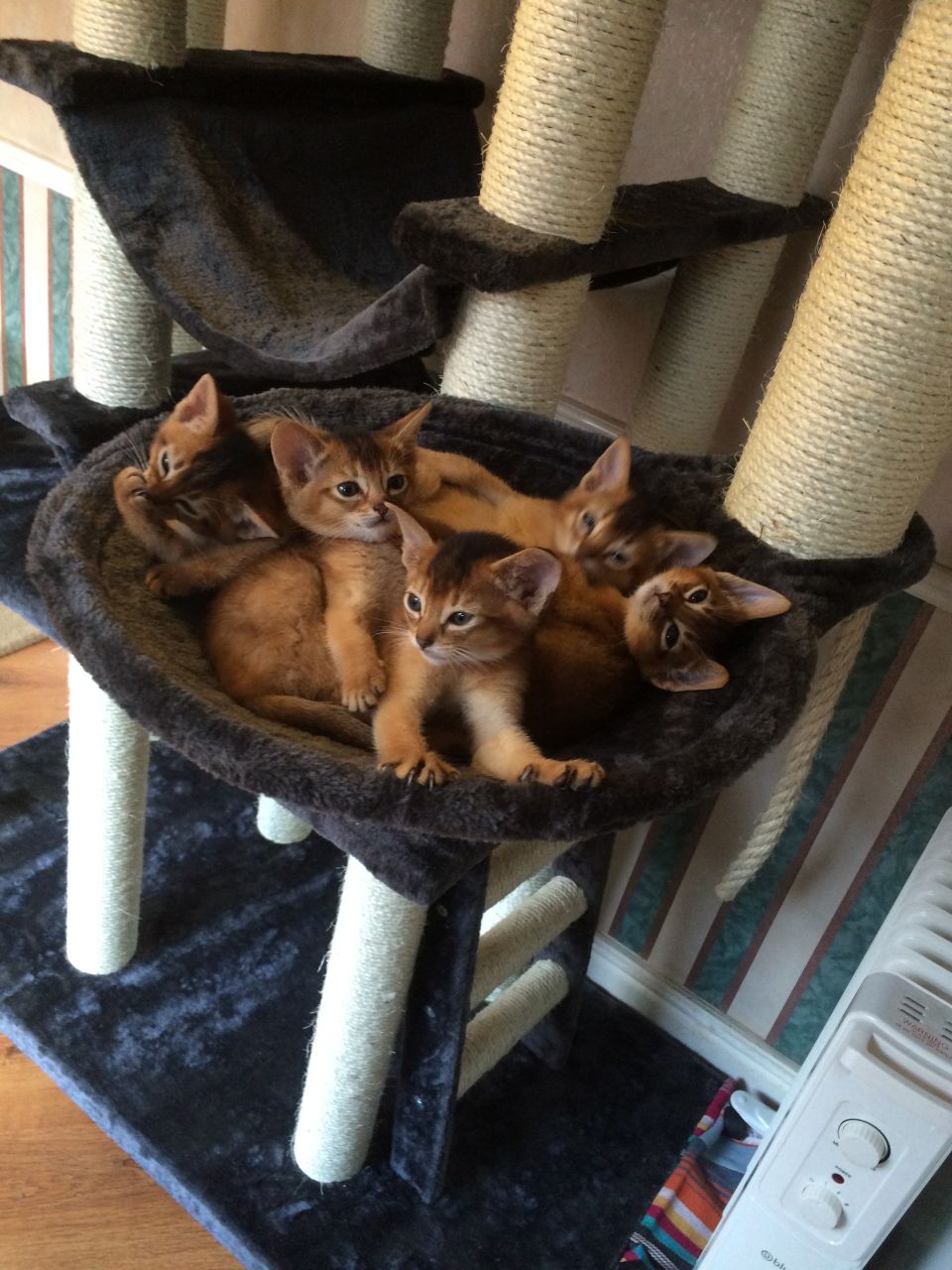 Abessijnse kittens klaar om naar een nieuw thuis te gaan