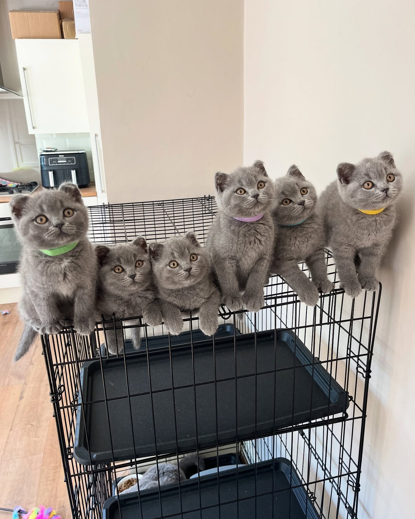 Gratis Britse korthaar kittens ter adoptie. Alleen voor geïnteresseerden die van dieren houden.