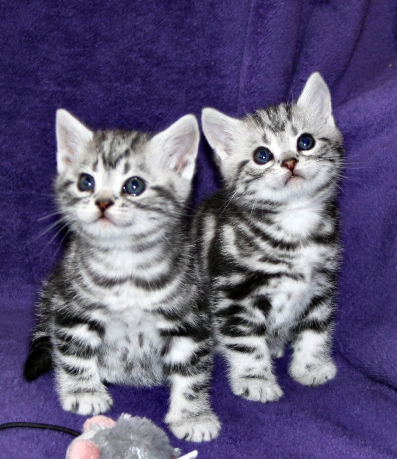 Raszuivere Munchkin kittens ter adoptie