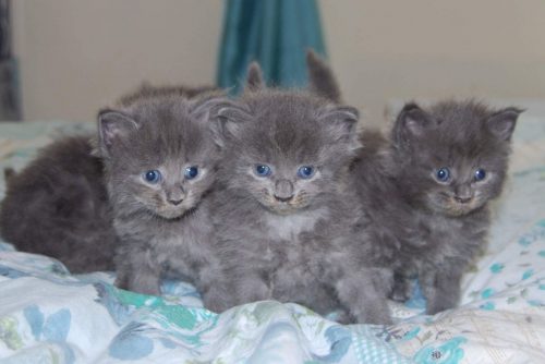 Mainecoon kittens