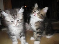 Mainecoon kittens