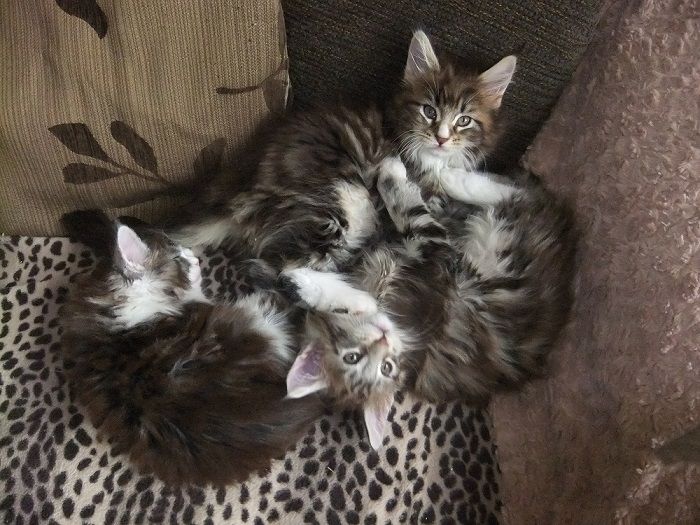 Mainecoon kittens