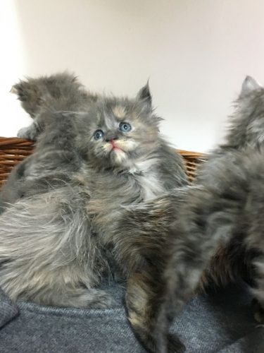 Mainecoon kittens