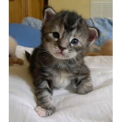 Mainecoon kittens