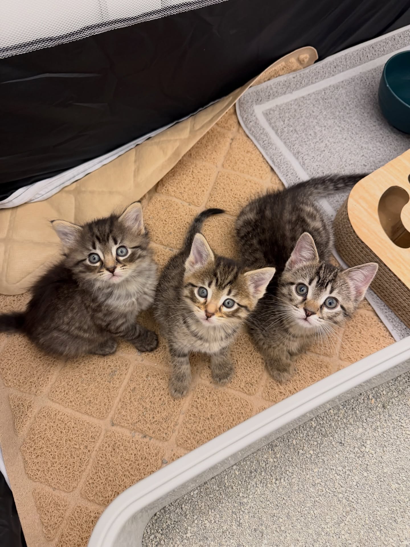 Gratis Siberische kittens ter adoptie. Alleen voor geïnteresseerden die van dieren houden.