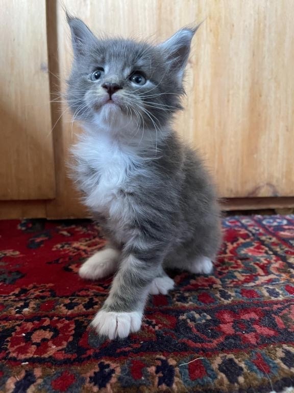 Gratis Schattige Maine Coon kittens