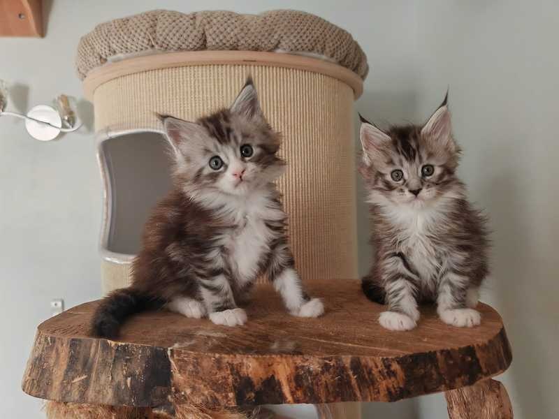 Mannelijke en vrouwelijke Maine Coon kittens beschikbaar Te koop en andere kittens ter adoptie